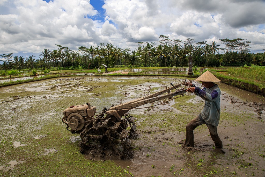 Tra le risaie di Bali