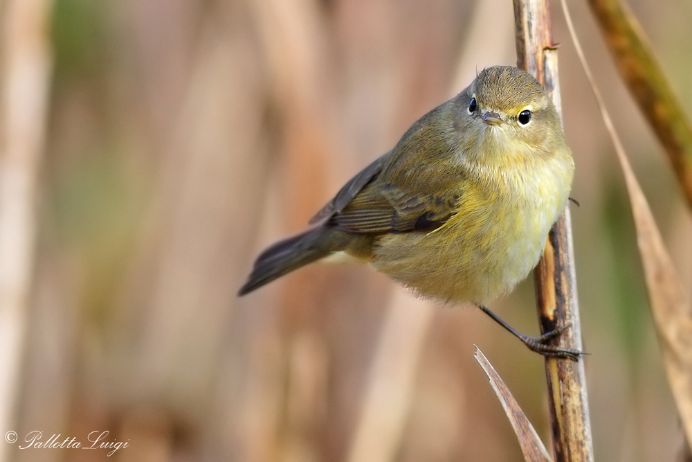 Lui piccolo (Phylloscopus collybita)