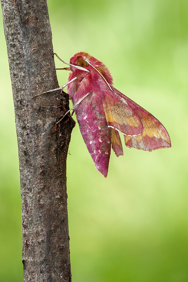 Deilephila-Porcellus-