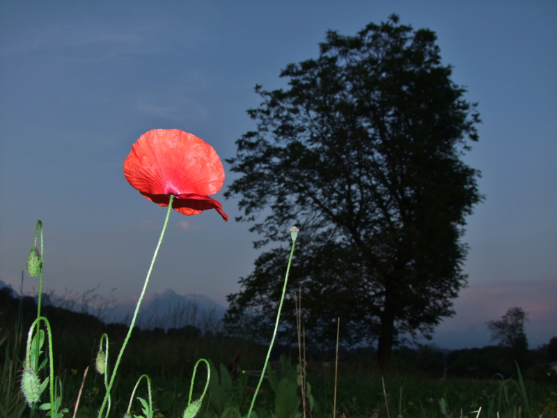Voglio diventare grande...