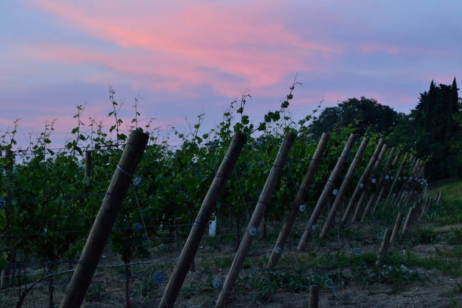 Vigneti al tramonto