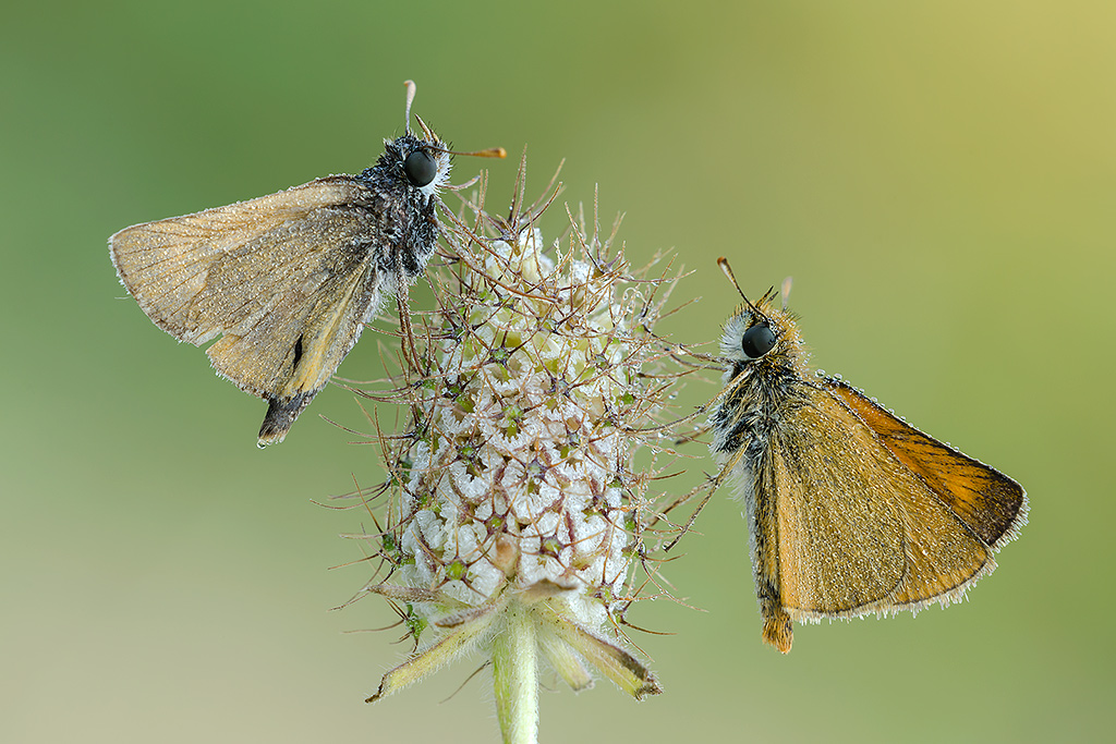 Pirgus... la coppia.