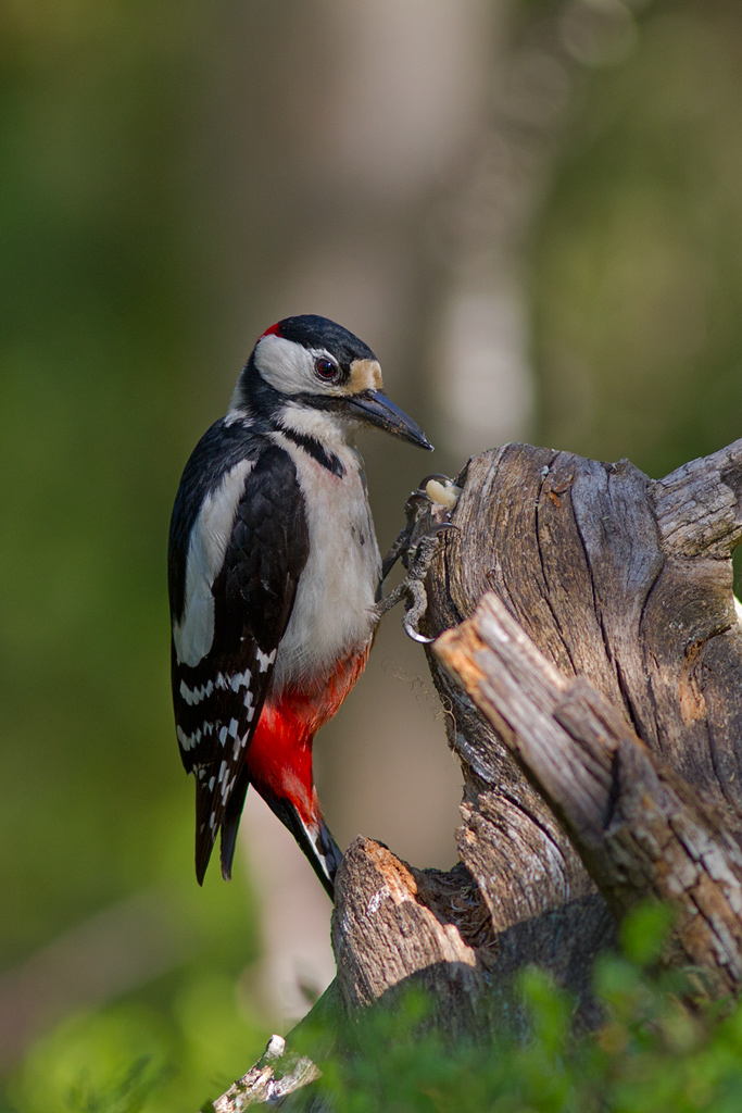 Picchio rosso maggiore