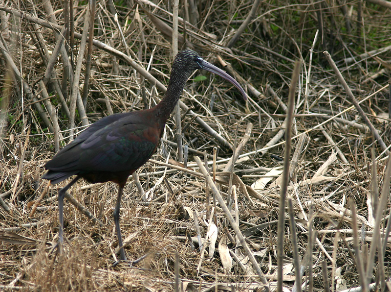 Ibis Mignattaio