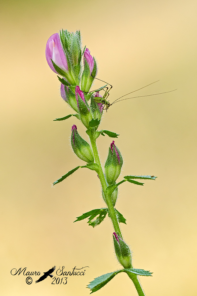 Fiore di campo con ospite