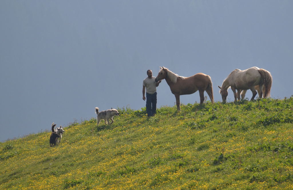 L'uomo che sussurrava ai cavalli