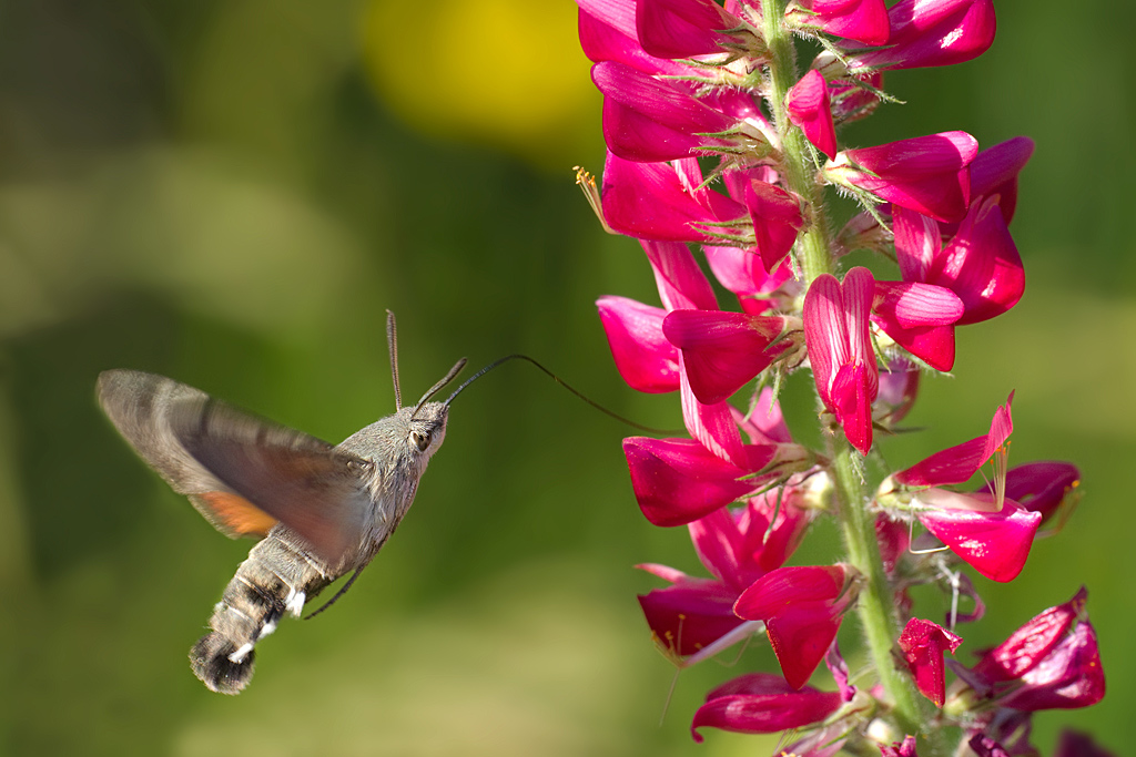 Macroglossum stellatarum