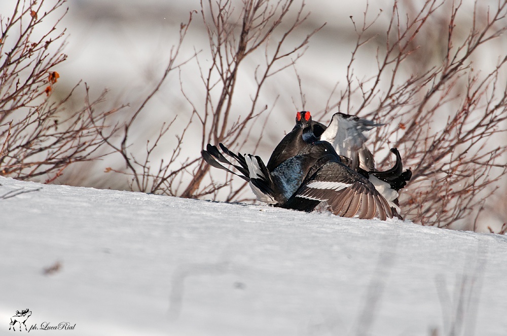 Lotta tra galli forcelli