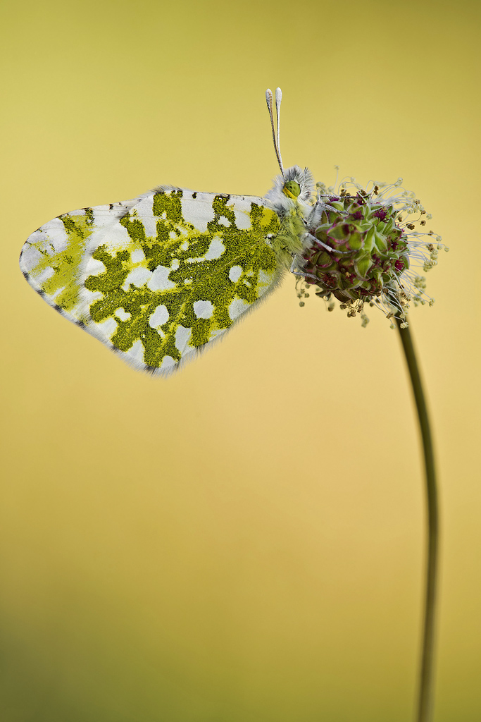 Anthocharis Cardamines