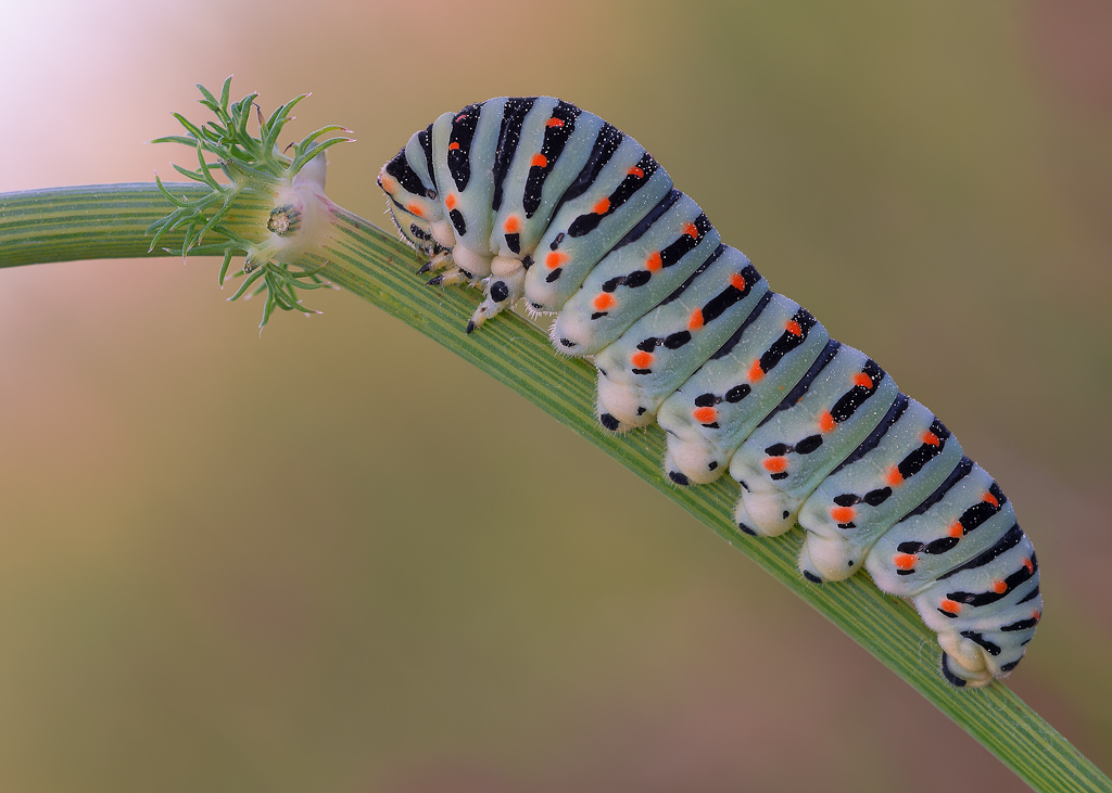 Bruco di P. machaon