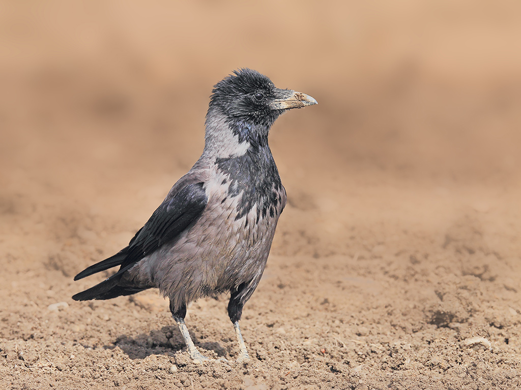 Cornacchia Grigia # 2