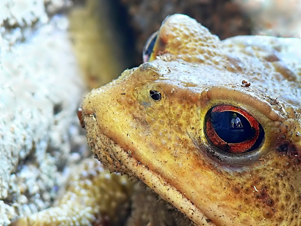 *** Autoritratto ***