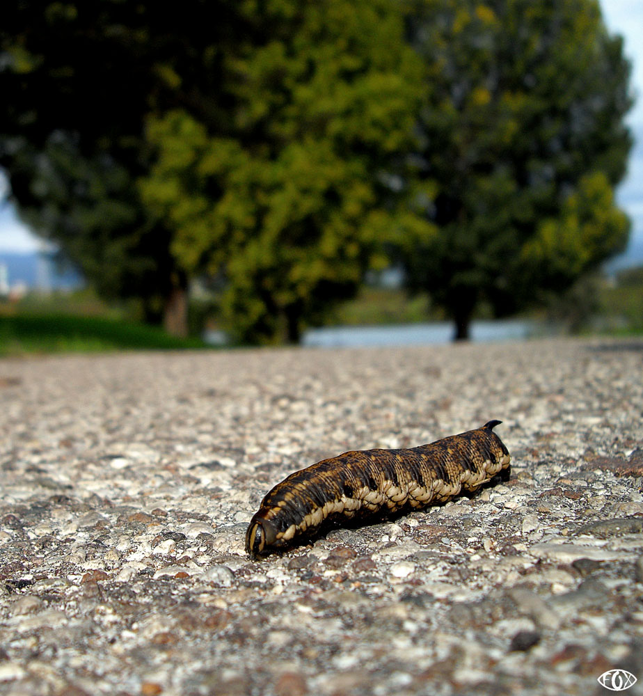una street molto large