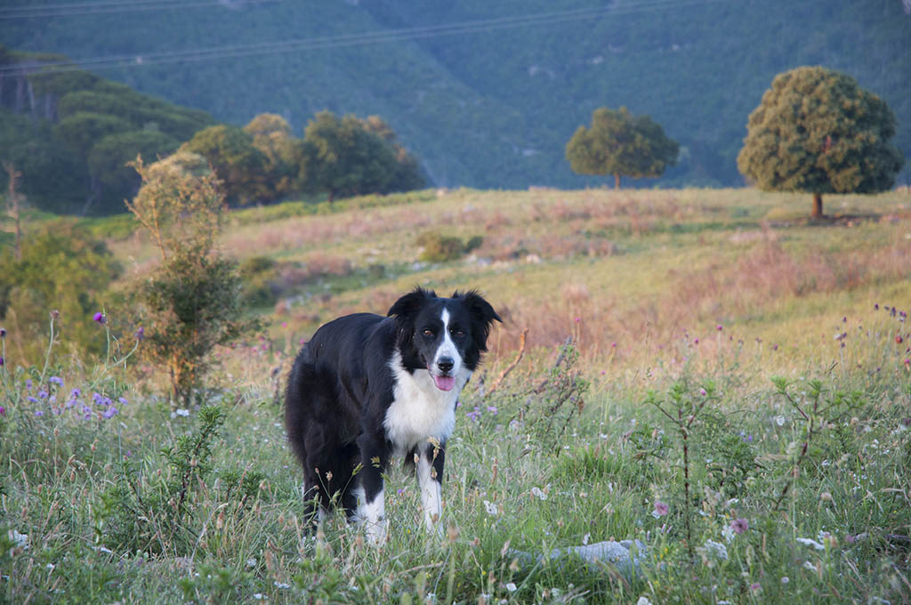 Tonalit� di colori