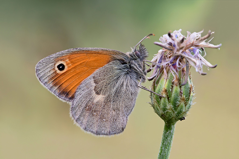 Coenonympha Pamphilus e stelle filanti