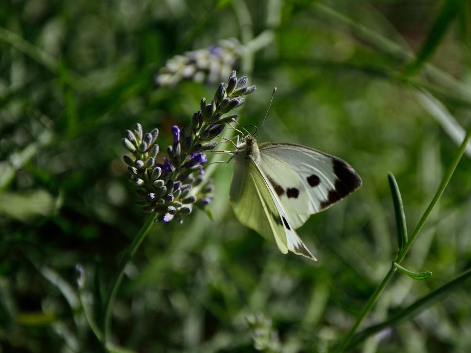 Lavanda e Farfalla