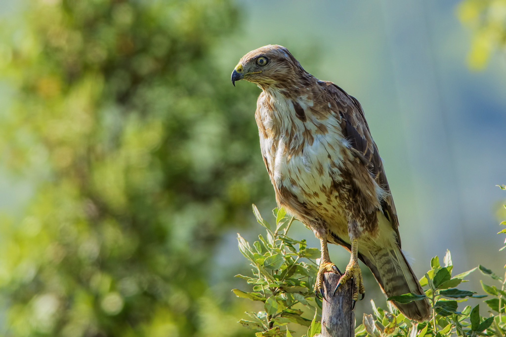 Poiana (Buteo buteo)
