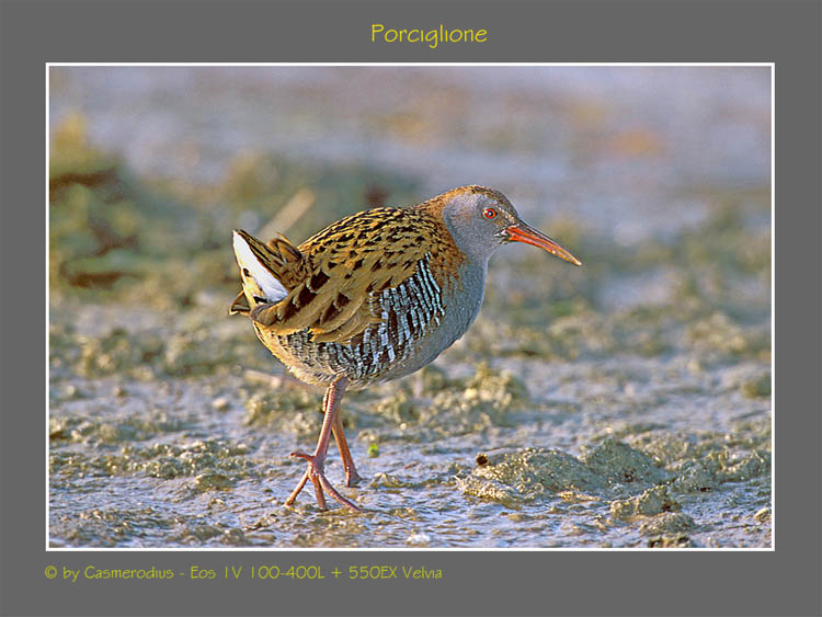 Il folletto del canneto