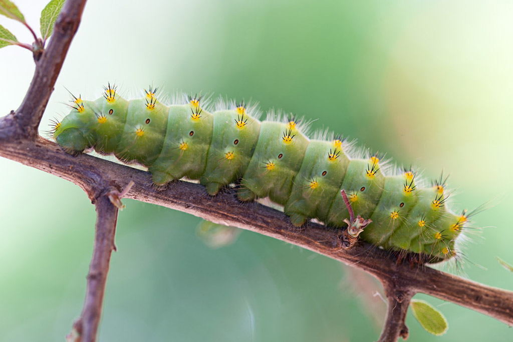Saturnia pavoniella (bruco, ultimo stadio)