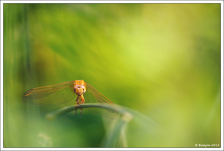 Dragonfly