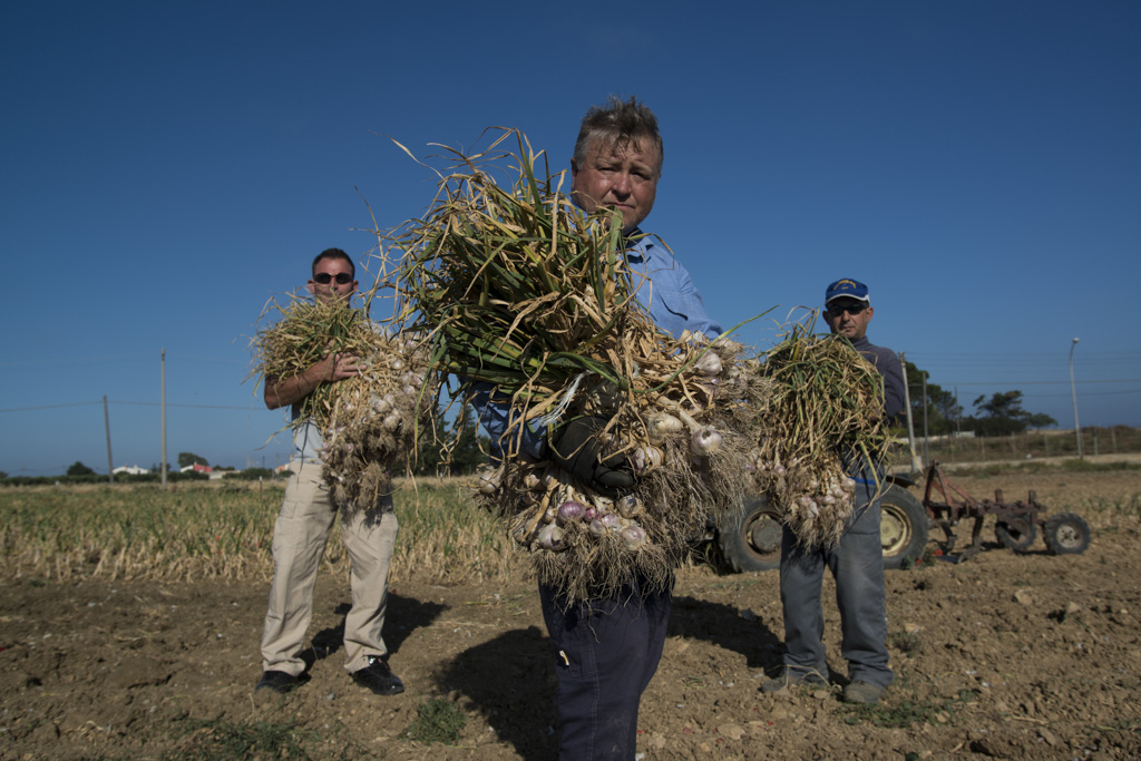 raccolta dell'aglio rosso