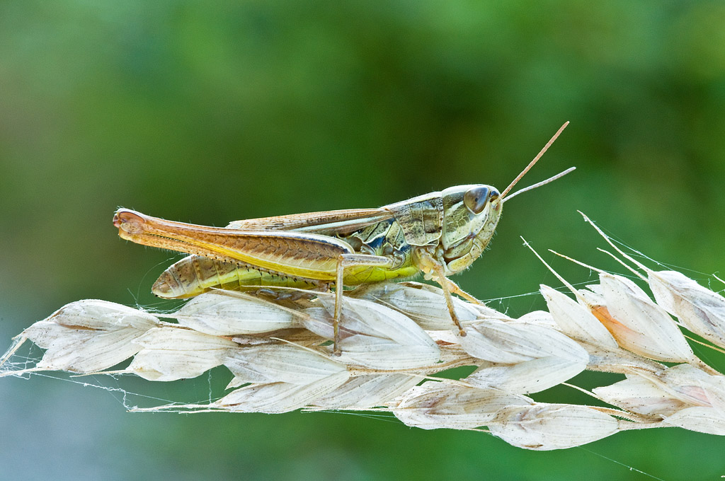 euchorthippus-declivus