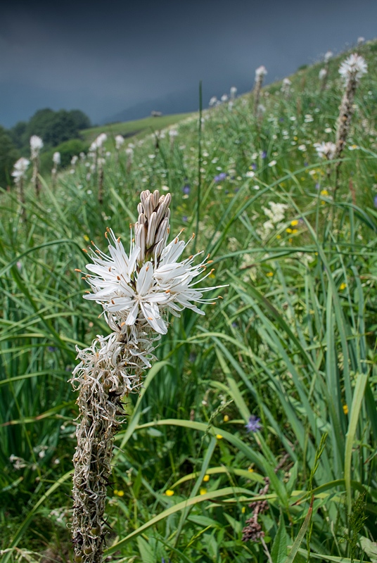 Flora verso l'Alpe Caugis
