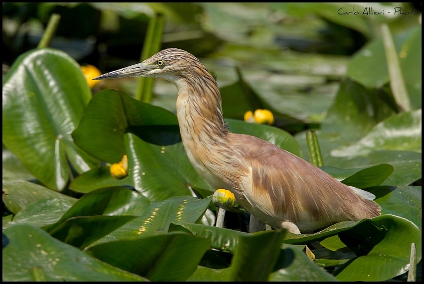 Sgarza Ciuffetto ambientata