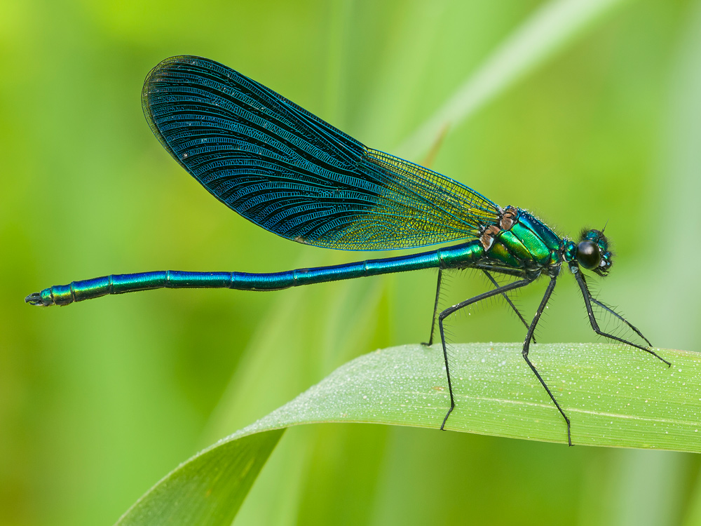 calopteryx splendens male (Harris, 1782)