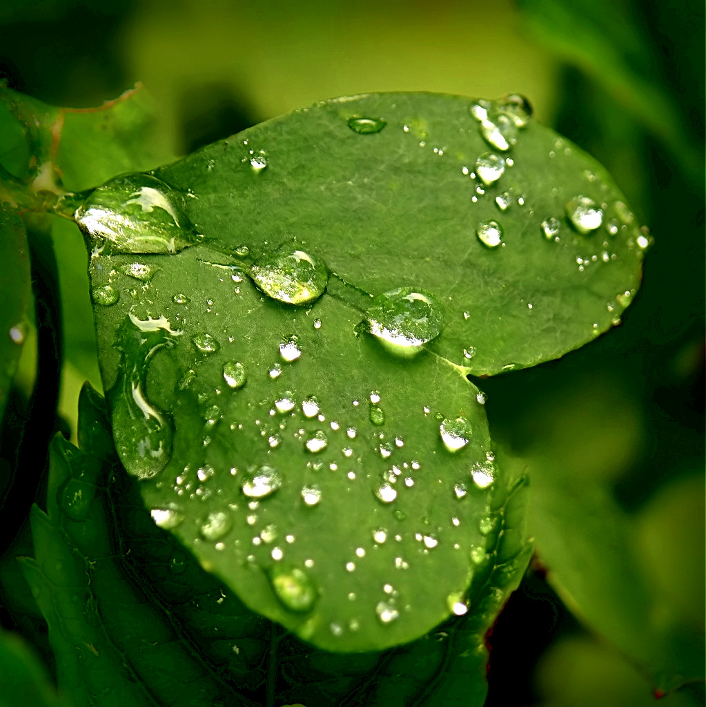 *** Cuore in lacrime ***