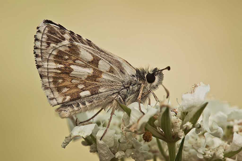 Pyrgus carthami