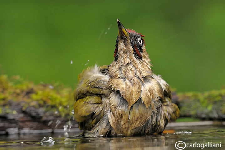 Picchio verde al bagnetto