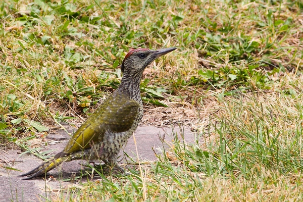 Picchio verde immaturo