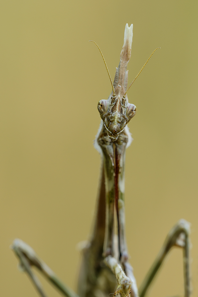 Non sono una signora...