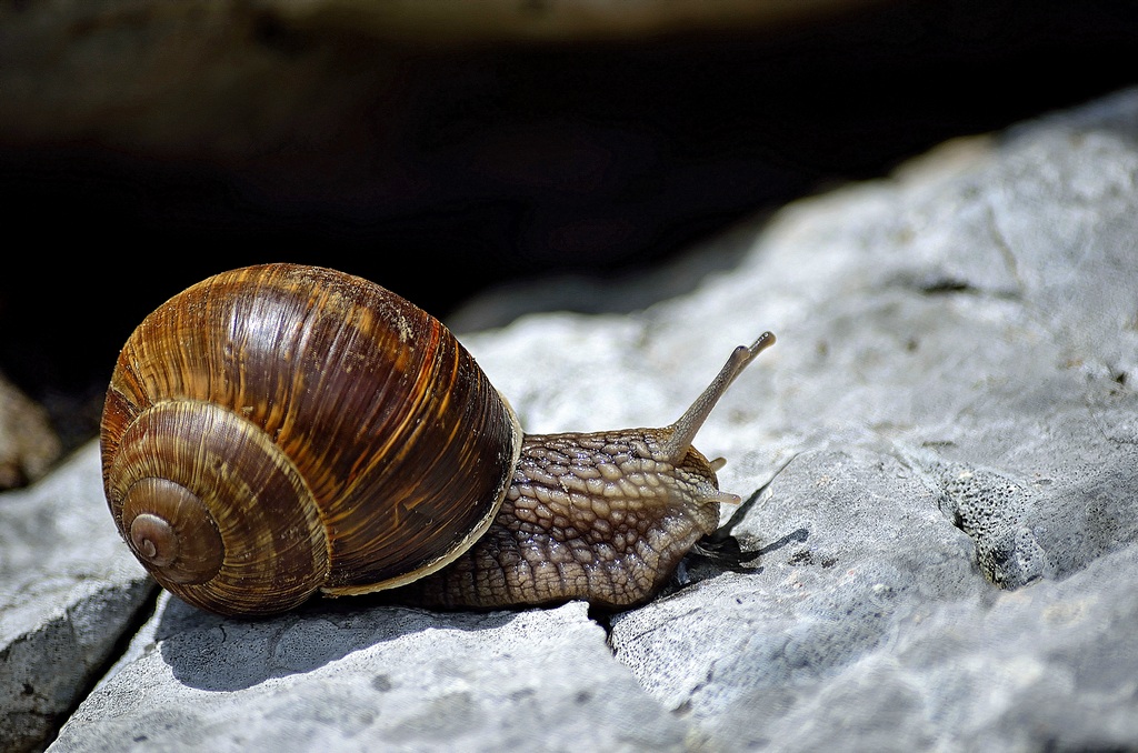 L'escargot