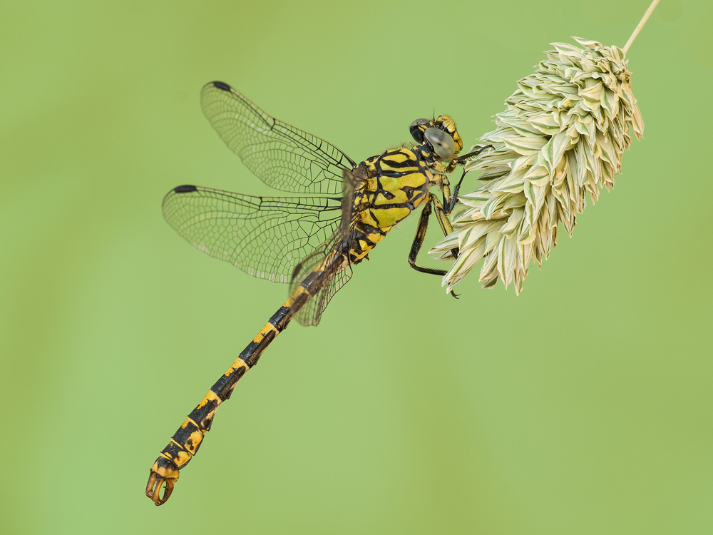Onychogomphus uncatus male (Charpentiere, 1840)