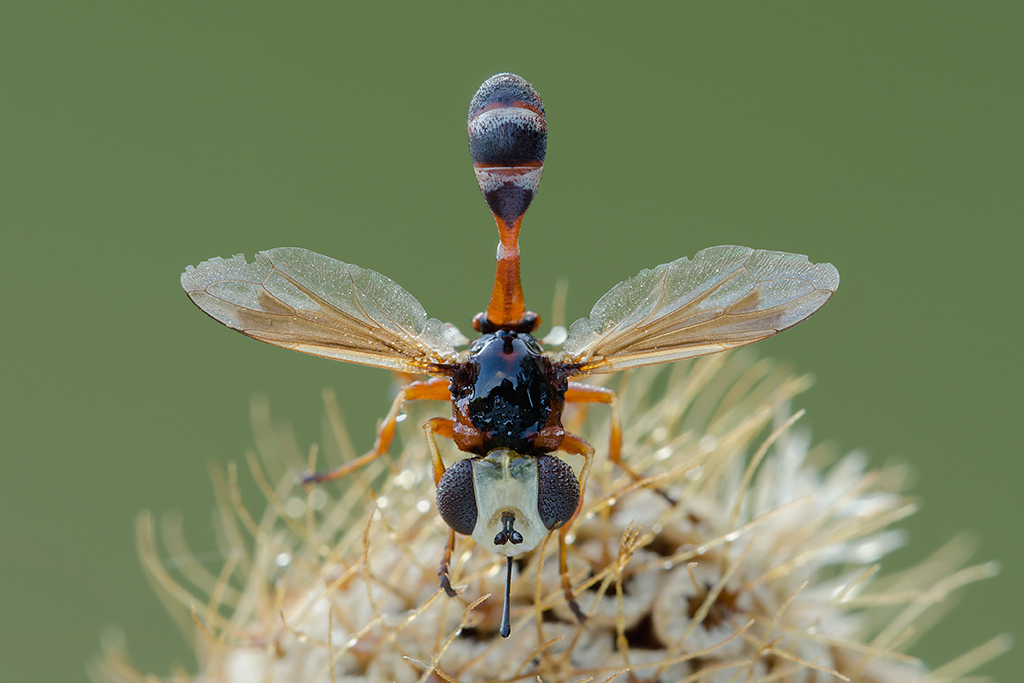 Physocephala vittata