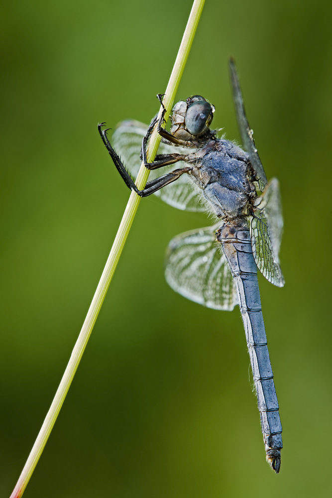 Othetrum Brunneum