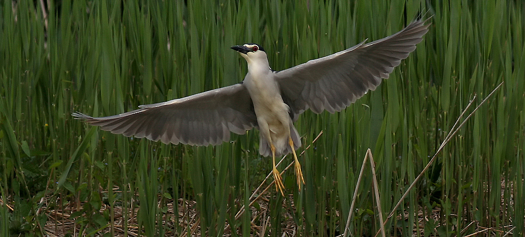 mi arrendo al fotografo