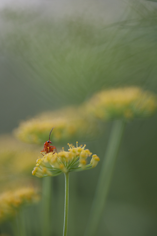 La bocca sollevo' dal fiero pasto