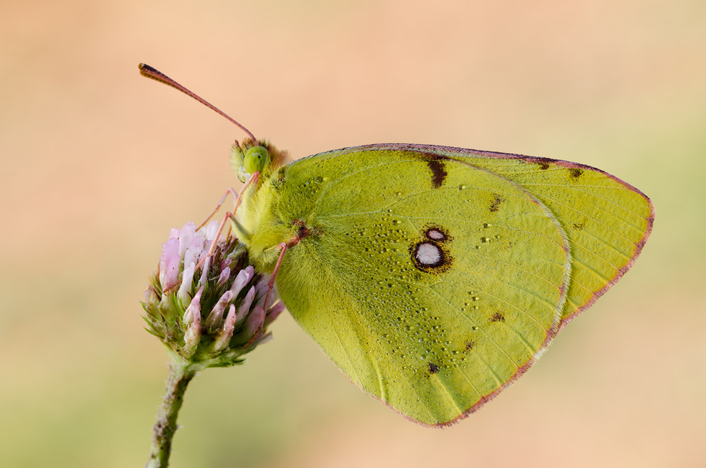 Colias crocea