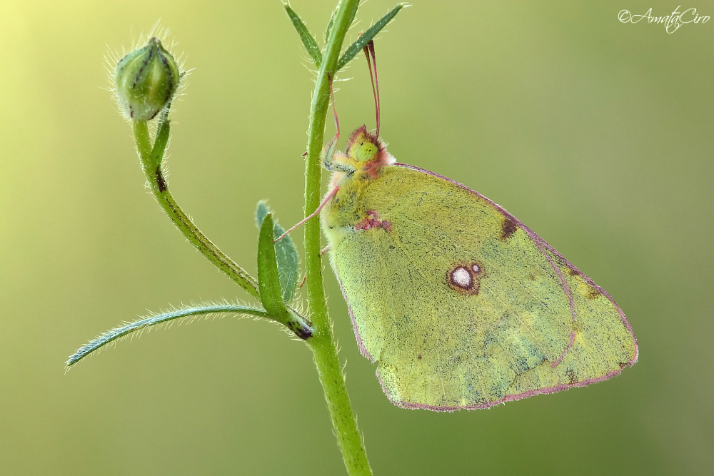Colias