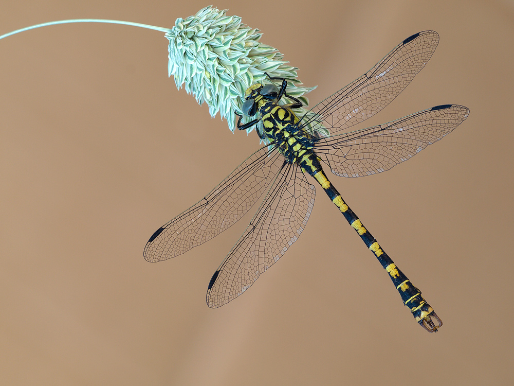 Onychogomphus uncatus male (Charpenteie, 1840)#2