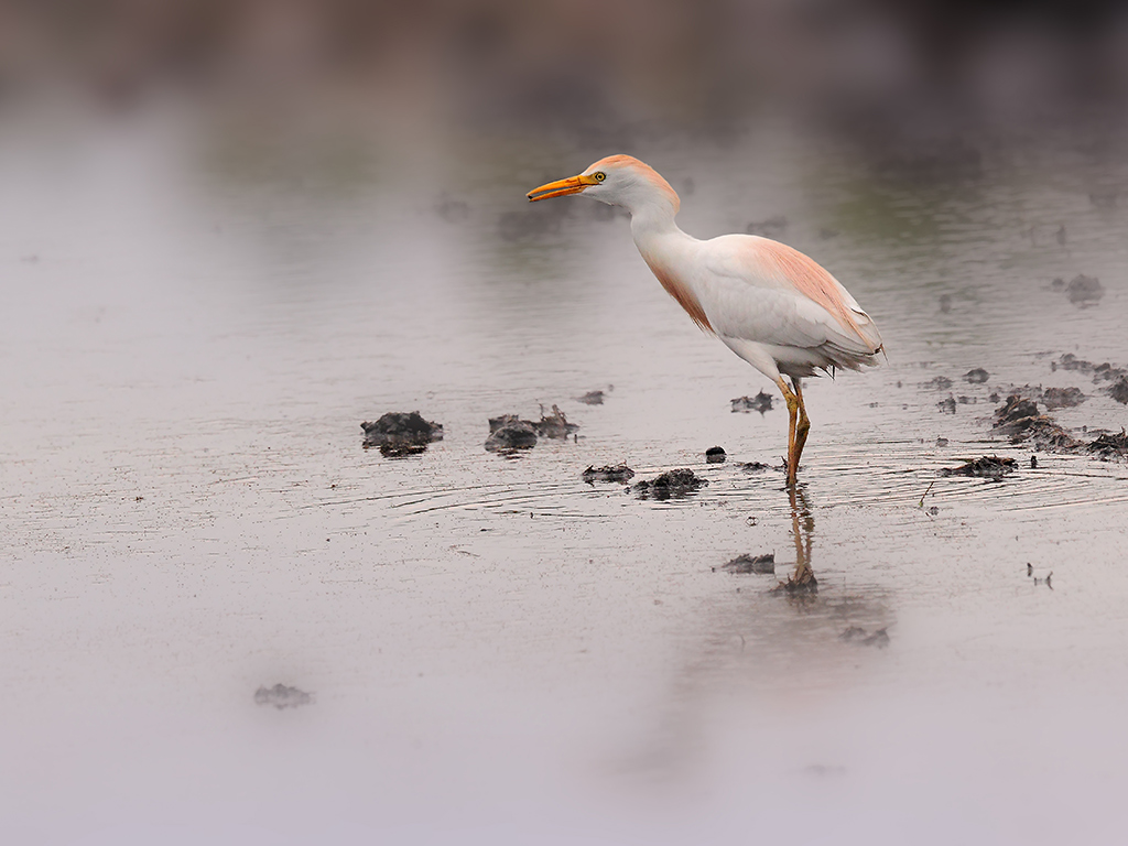 Airone Guardabuoi # 1