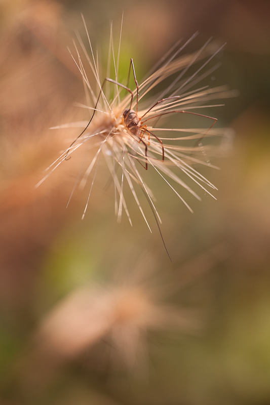 L'opilione furbacchione