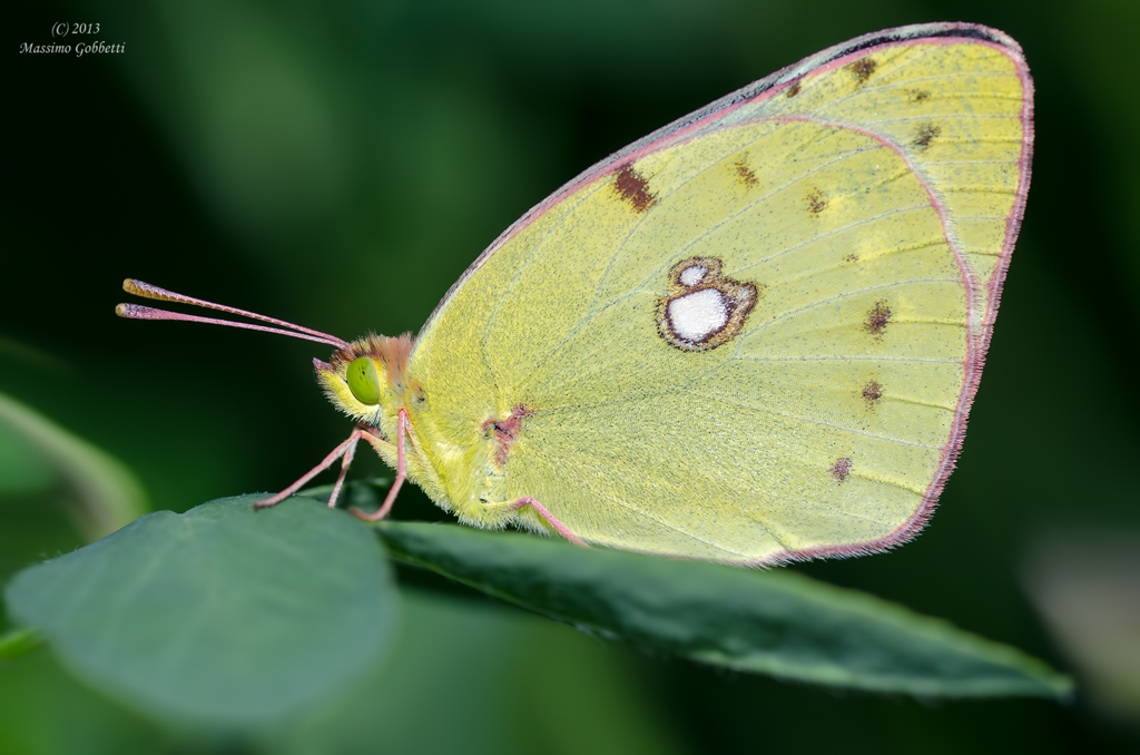 Colias Crocea