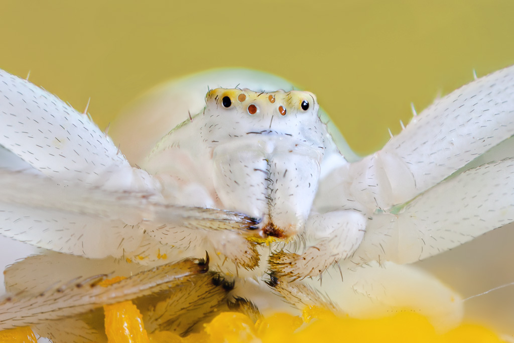 Thomisidae, il ragno granchio