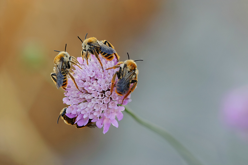 Nel pianeta delle api
