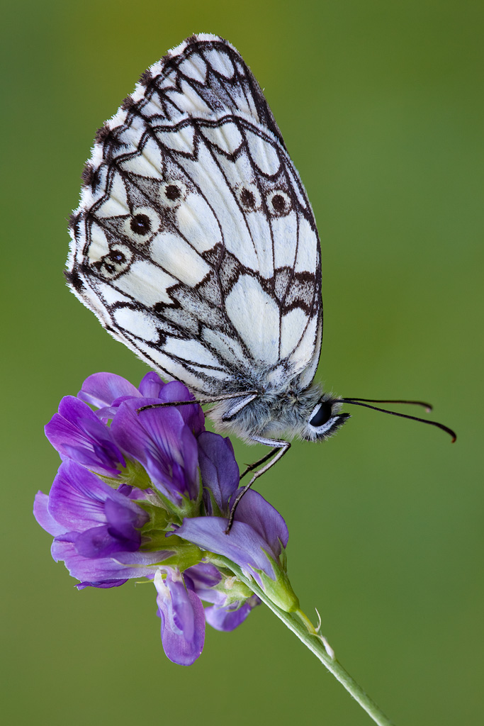 Melanargia galathea