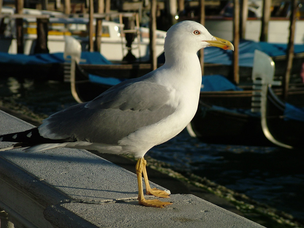 Eccezziunale veramente